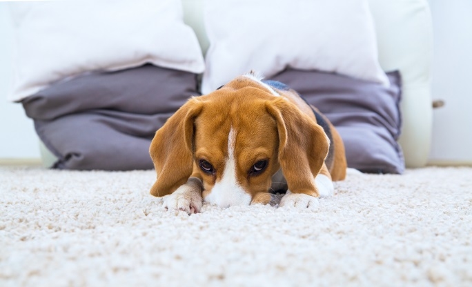 A dog relaxing on a carpeted floor