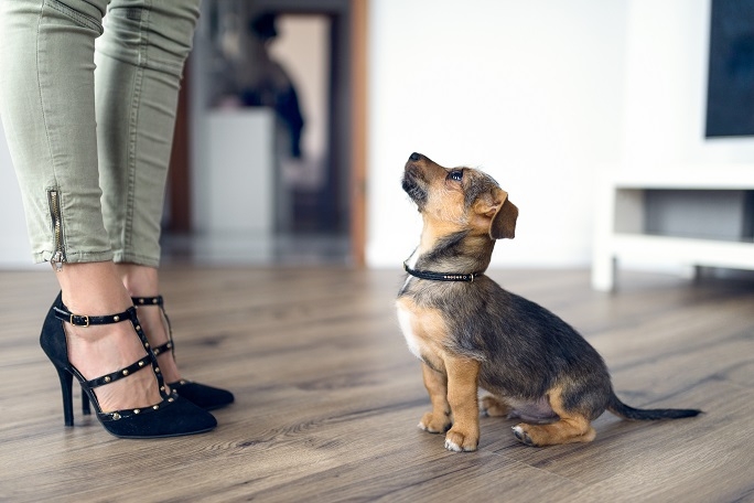 High heeled shoes and a cute dog on a wood floor