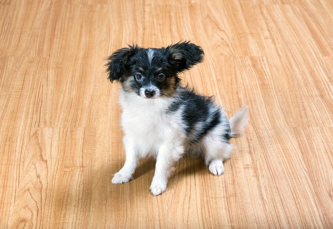 A puppy Pappillon sitting on Vinyl flooring